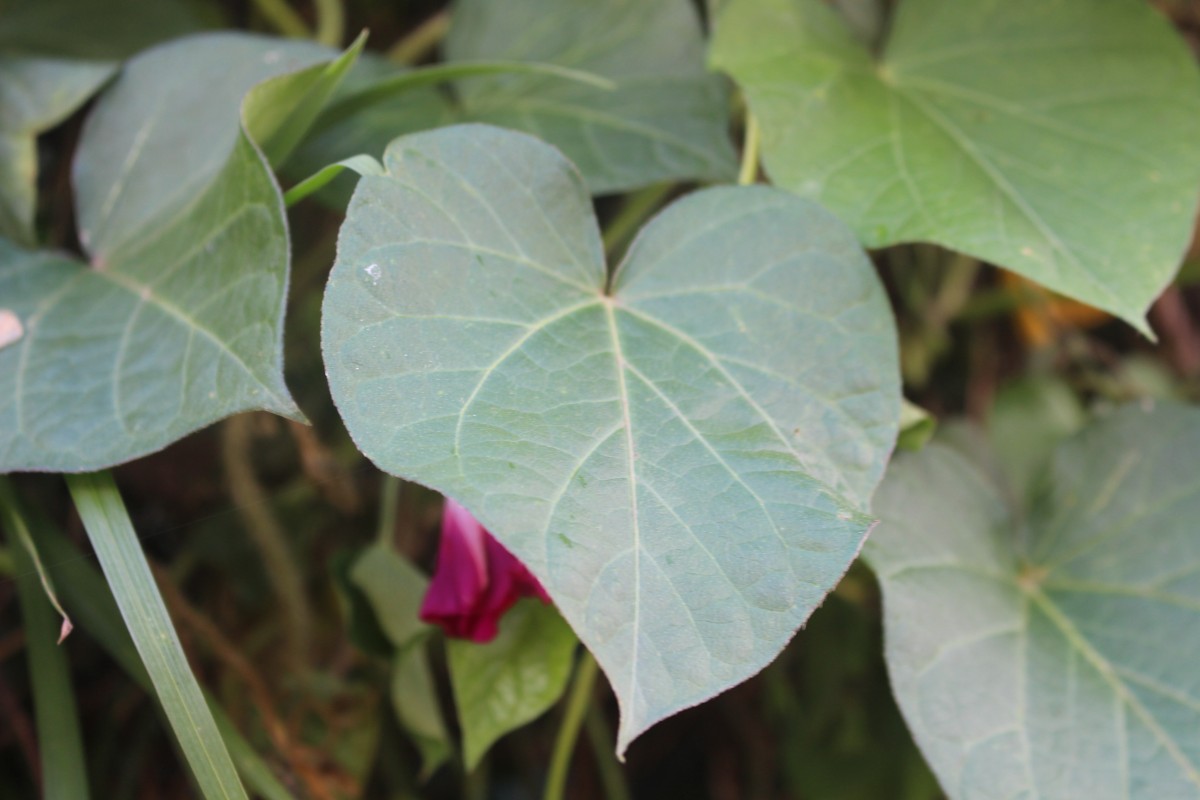 Ipomoea purpurea (L.) Roth